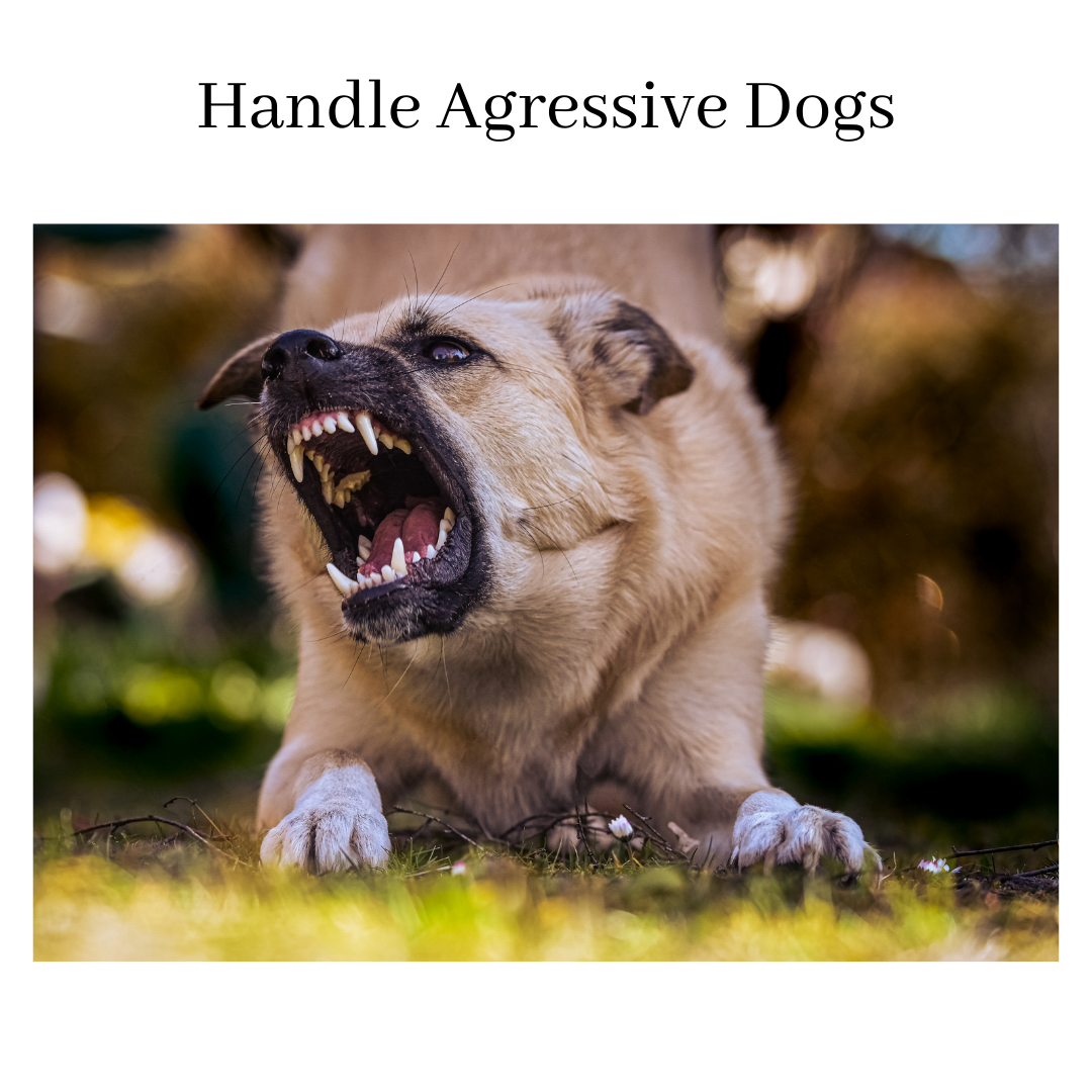 Vama DOMINANT DOG COLLAR