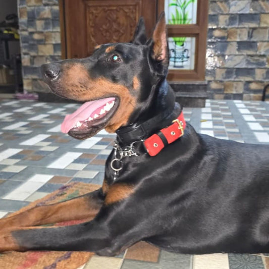 Slip Leash vs Martingale Collar for Strong K9