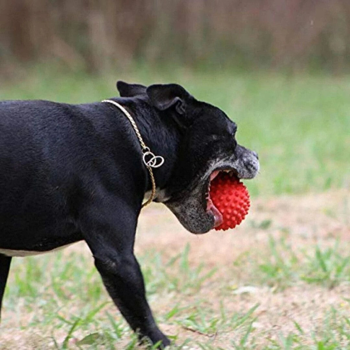 Vama Spiked Rubber Ball K9 Toy Non-Toxic Chew Toy for All Breeds Rubber Ball