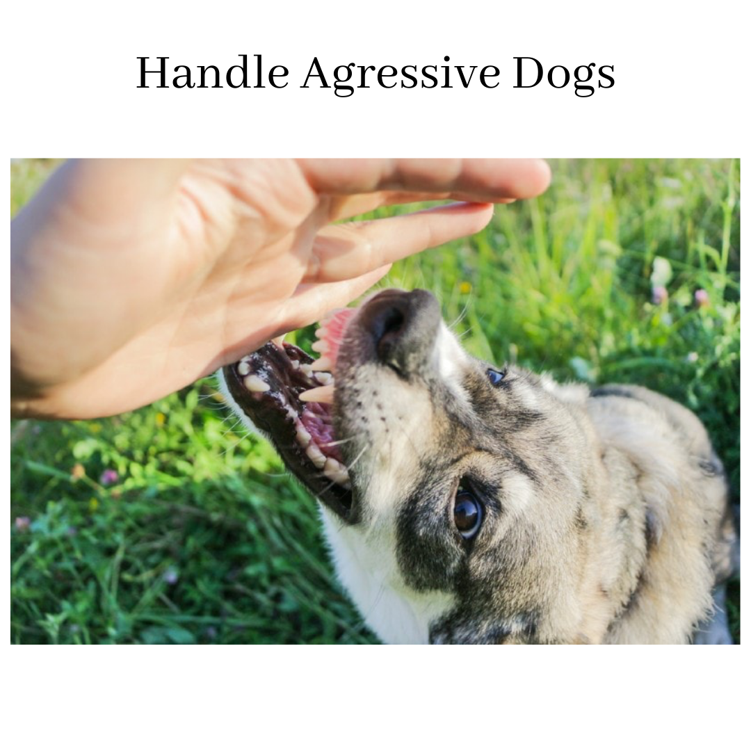 Dog prong collars make dogs aggressive cheap