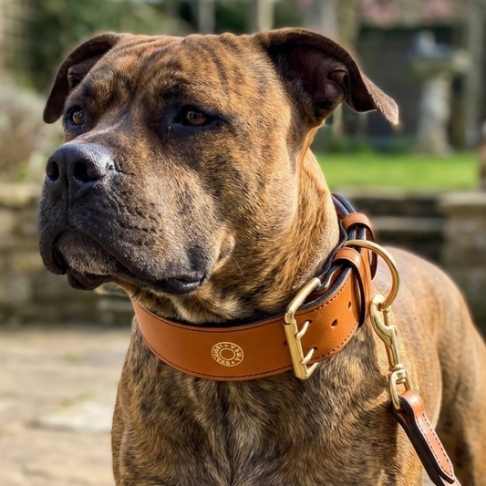 Titan Collar