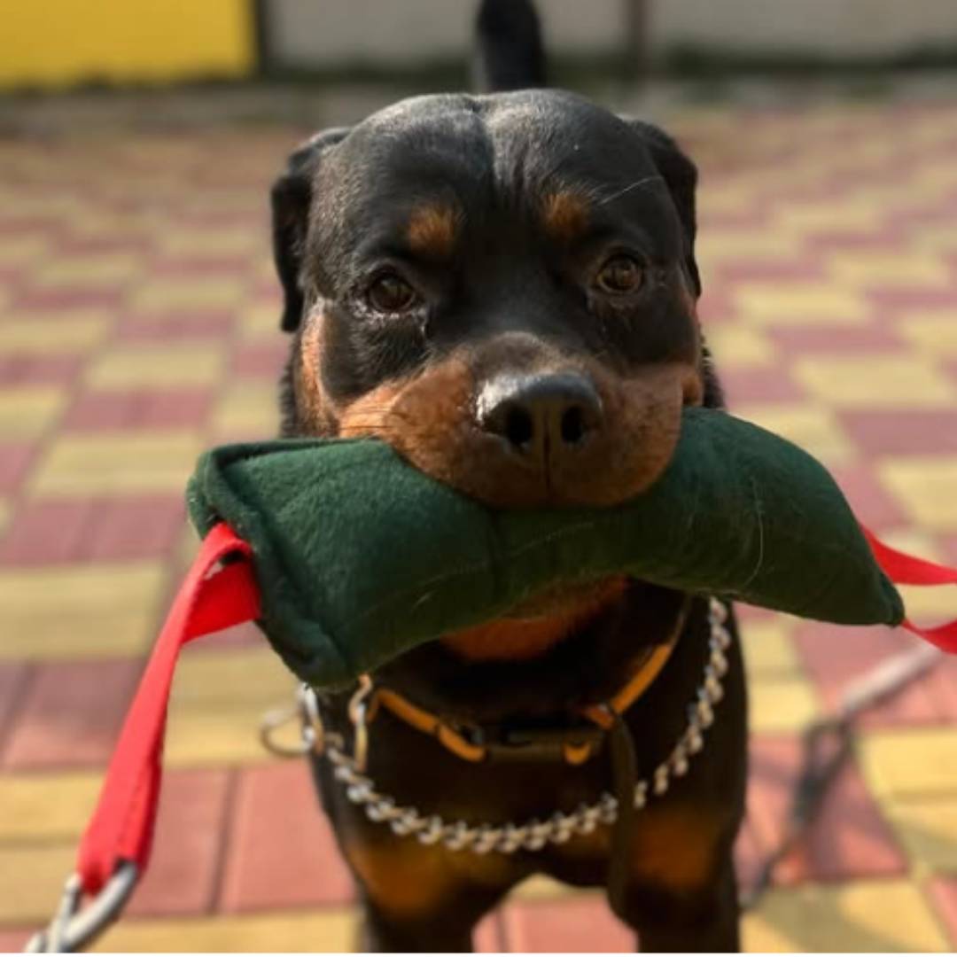 Vama PUPPY DOG TRAINING BITE TUG