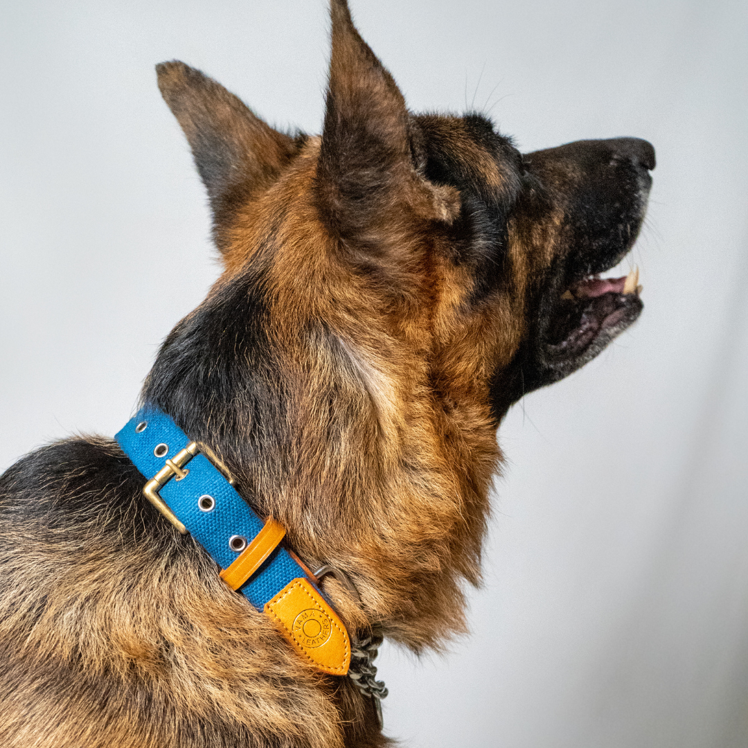 Leather Diamond Dog Collars for Training - China Diamond Dog Collars and  Training Collars price